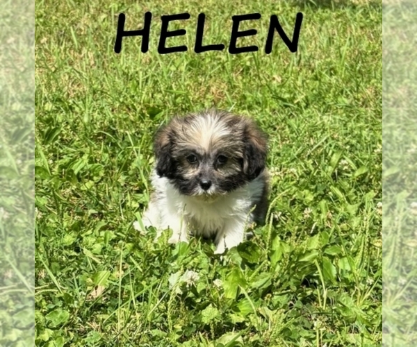 Medium Photo #2 Shih-Poo Puppy For Sale in HARTLAND, MN, USA