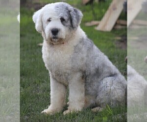 Father of the Old English Sheepdog puppies born on 06/14/2022