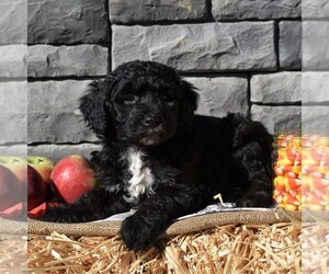 Poodle (Miniature)-Sheepadoodle Mix Puppy for sale in SUNBURY, PA, USA