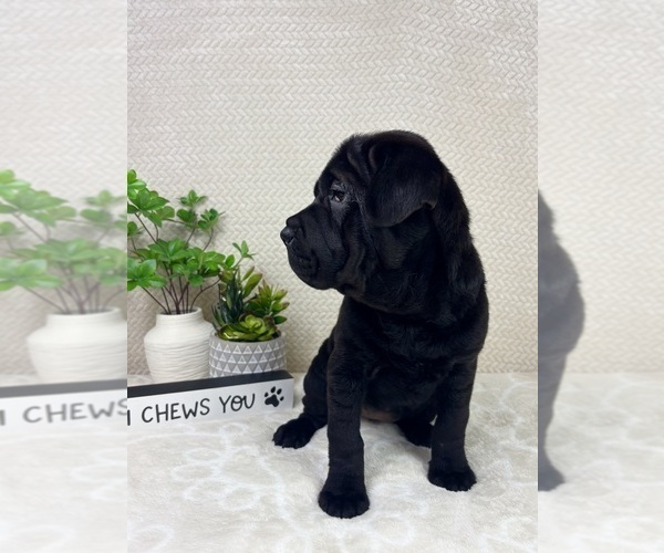 Medium Photo #3 Cocker-Pei Puppy For Sale in INDIANAPOLIS, IN, USA