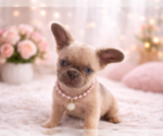 Puppy Pocahontas French Bulldog