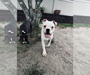 Bullboxer Pit Dogs for adoption in Wenonah, NJ, USA