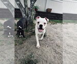 Small Bullboxer Pit