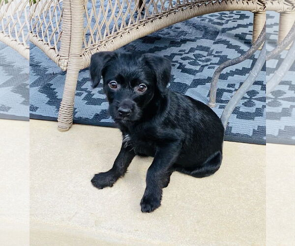 Medium Photo #2 Chihuahua-Unknown Mix Puppy For Sale in Fort Worth, TX, USA