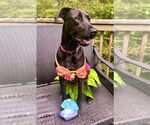 Small #5 Doberman Pinscher Mix