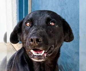Labrador Retriever Dogs for adoption in Canton, CT, USA