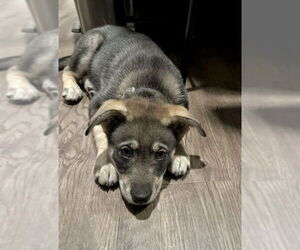 Ava - Female Siberian Husky-Unknown Mix Dog for Adoption - Photo #12