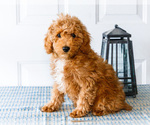 Small Photo #51 Poodle (Toy) Puppy For Sale in WAKARUSA, IN, USA