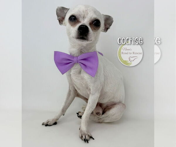 Medium Photo #3 Chihuahua Puppy For Sale in Benton, LA, USA