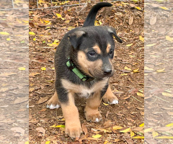 Medium Photo #7 Gerberian Shepsky Puppy For Sale in Corona, CA, USA