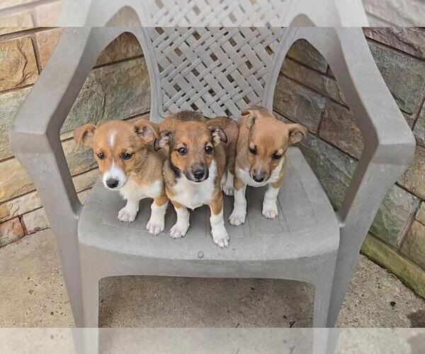 Medium Photo #1 Jack Russell Terrier-Shetland Sheepdog Mix Puppy For Sale in NEWBERRY, IN, USA