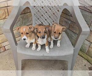 Jack Russell Terrier-Shetland Sheepdog Mix Puppy for sale in NEWBERRY, IN, USA