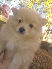 Pomeranian Puppy for sale in INDEPENDENCE, OR, USA