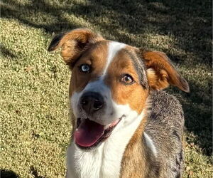 Australian Shepherd Mix Dog for Adoption in Lake Forest, California USA