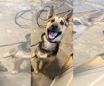 Small #1 Mutt