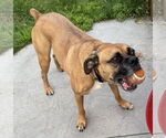 Small #2 Boxer