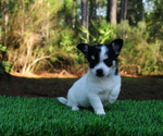 Small Photo #12 Chiranian Puppy For Sale in SAINT AUGUSTINE, FL, USA