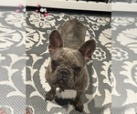 Small Photo #1 French Bulldog Puppy For Sale in LITCHFIELD, OH, USA