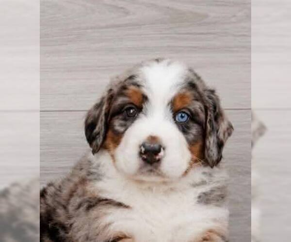 Medium Photo #1 Bernese Mountain Dog-Unknown Mix Puppy For Sale in New York, NY, USA