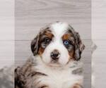 Small Bernese Mountain Dog Mix