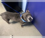 Small #1 Mutt
