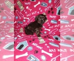 Puppy Dolly YorkiePoo