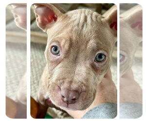 American Pit Bull Terrier Dogs for adoption in Belleville, MI, USA
