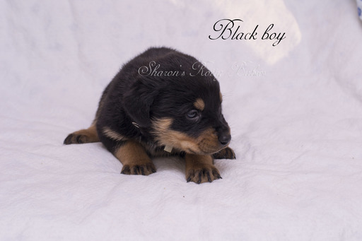 Medium Photo #2 Rottweiler Puppy For Sale in OWINGSVILLE, KY, USA