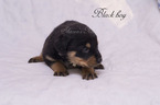 Small #1 Rottweiler