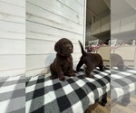 Small #1 Labrador Retriever