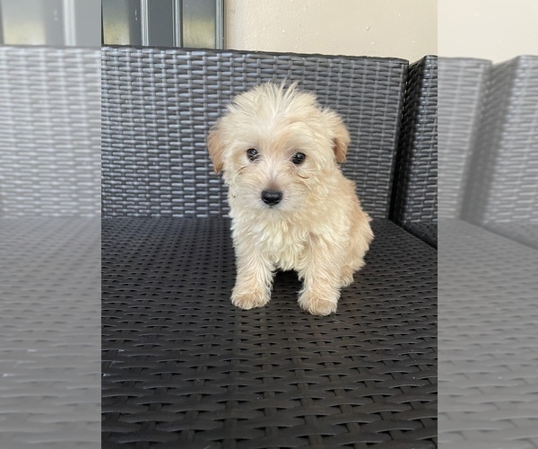 Medium Photo #7 Morkie Puppy For Sale in HOLLYWOOD, FL, USA