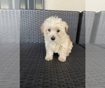 Small Photo #7 Morkie Puppy For Sale in HOLLYWOOD, FL, USA