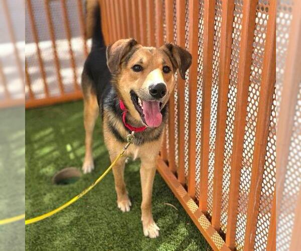 Medium Photo #1 German Shepherd Dog-Treeing Walker Coonhound Mix Puppy For Sale in Las Vegas, NV, USA