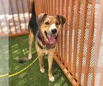 Small German Shepherd Dog-Treeing Walker Coonhound Mix