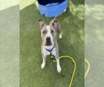 Small #2 American Pit Bull Terrier Mix