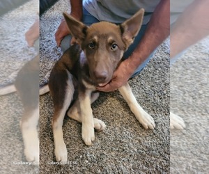 German Shepherd Dog Puppy for sale in SCOTTSVILLE, KY, USA