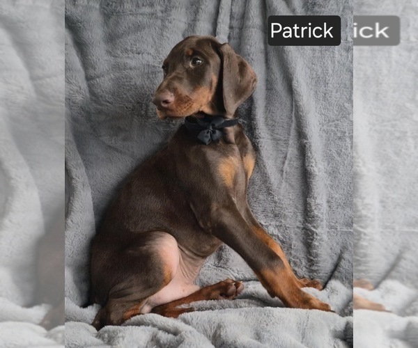 Medium Photo #3 Doberman Pinscher Puppy For Sale in POMEROY, OH, USA