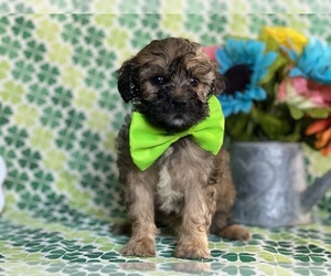 Cavapoo Puppy for sale in LANCASTER, PA, USA