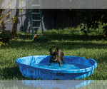 Small #4 French Bulldog