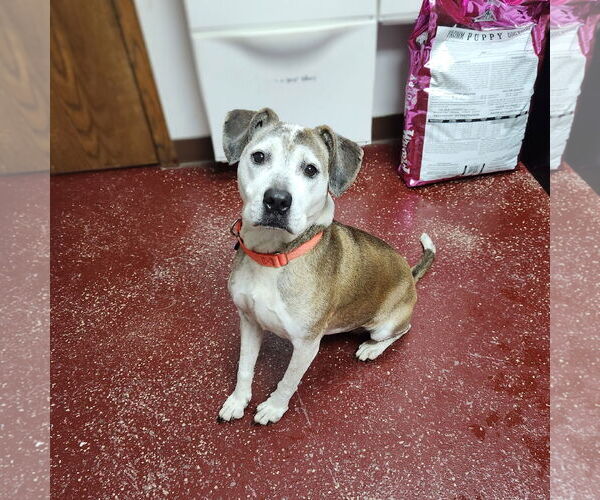 Medium Photo #19 American Pit Bull Terrier-Unknown Mix Puppy For Sale in Fargo, ND, USA