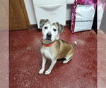 Small #18 American Pit Bull Terrier Mix