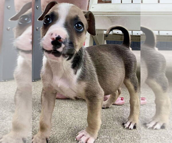Medium Photo #3 Boxer-Unknown Mix Puppy For Sale in Aurora, IN, USA