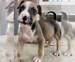 Small #2 Boxer Mix