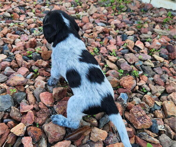 Medium Photo #13 German Shorthaired Pointer-Goldendoodle Mix Puppy For Sale in WILLACOOCHEE, GA, USA