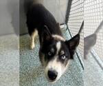 TYSON - Male Siberian Husky Dog for Adoption - Small photo