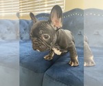 Small Photo #48 French Bulldog Puppy For Sale in DENVER, CO, USA