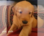 Small Photo #11 Golden Retriever Puppy For Sale in BELLINGHAM, WA, USA