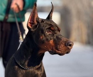 Father of the Doberman Pinscher puppies born on 02/16/2026