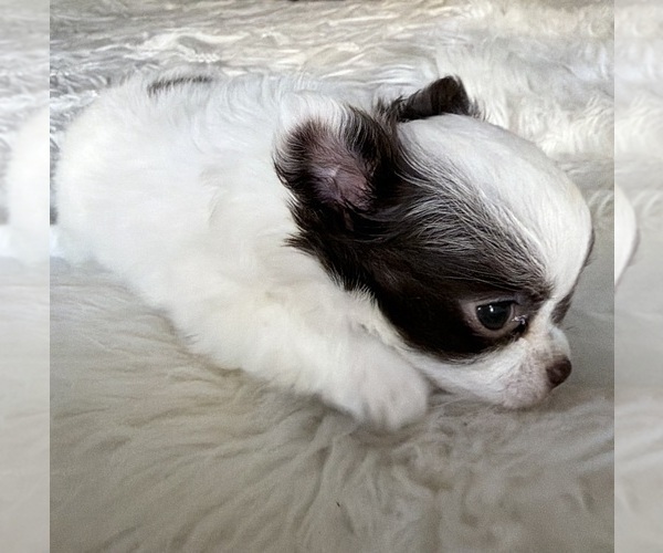 Medium Photo #2 Chihuahua Puppy For Sale in RENO, NV, USA