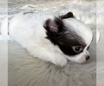 Small #1 Chihuahua